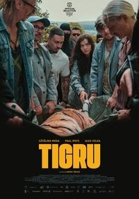 Poster Tigru